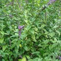 Buddleja lindleyana P11